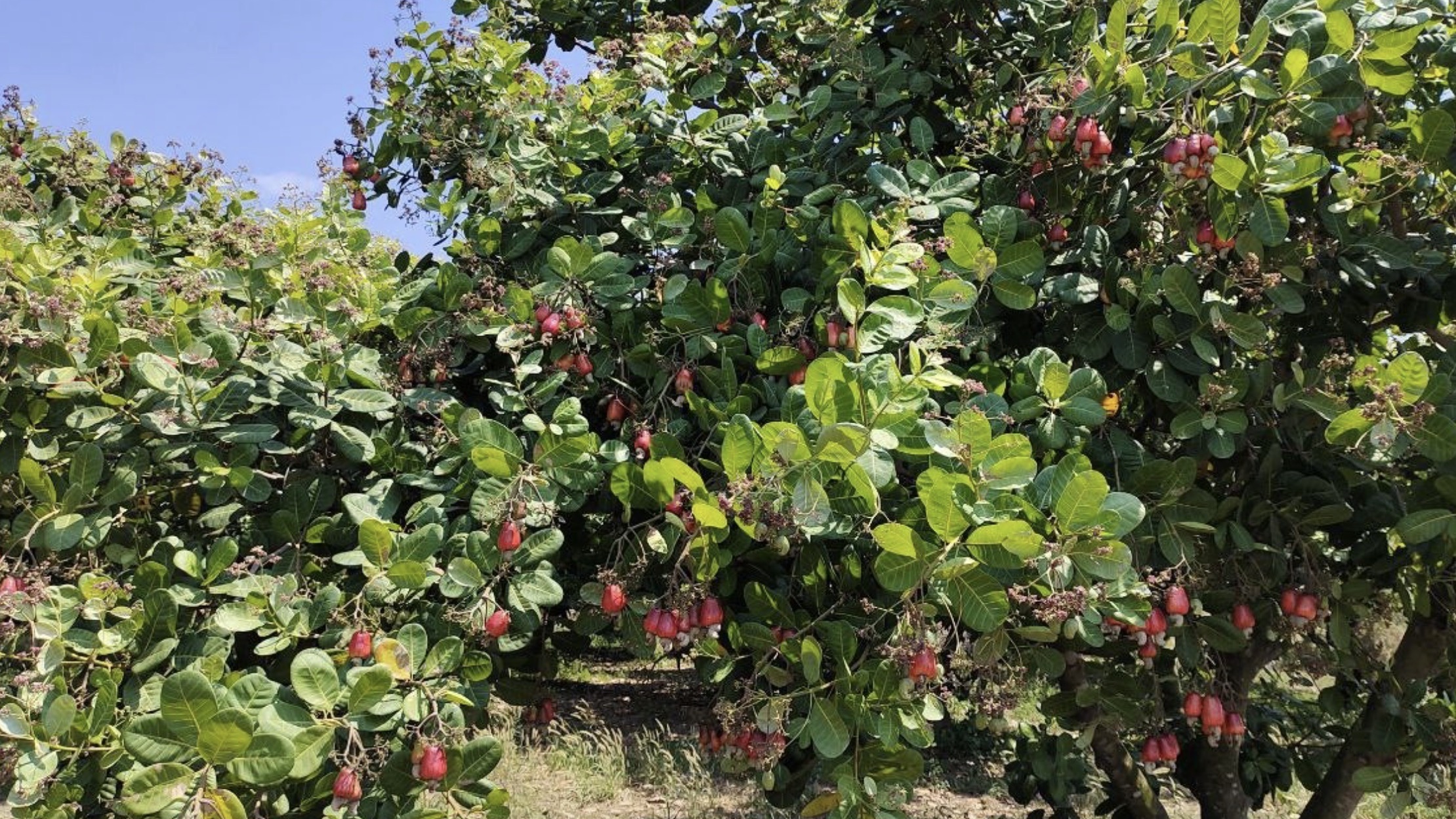 柬埔寨腰果价格有望持续攀升，市场价预计突破1,700美元/吨