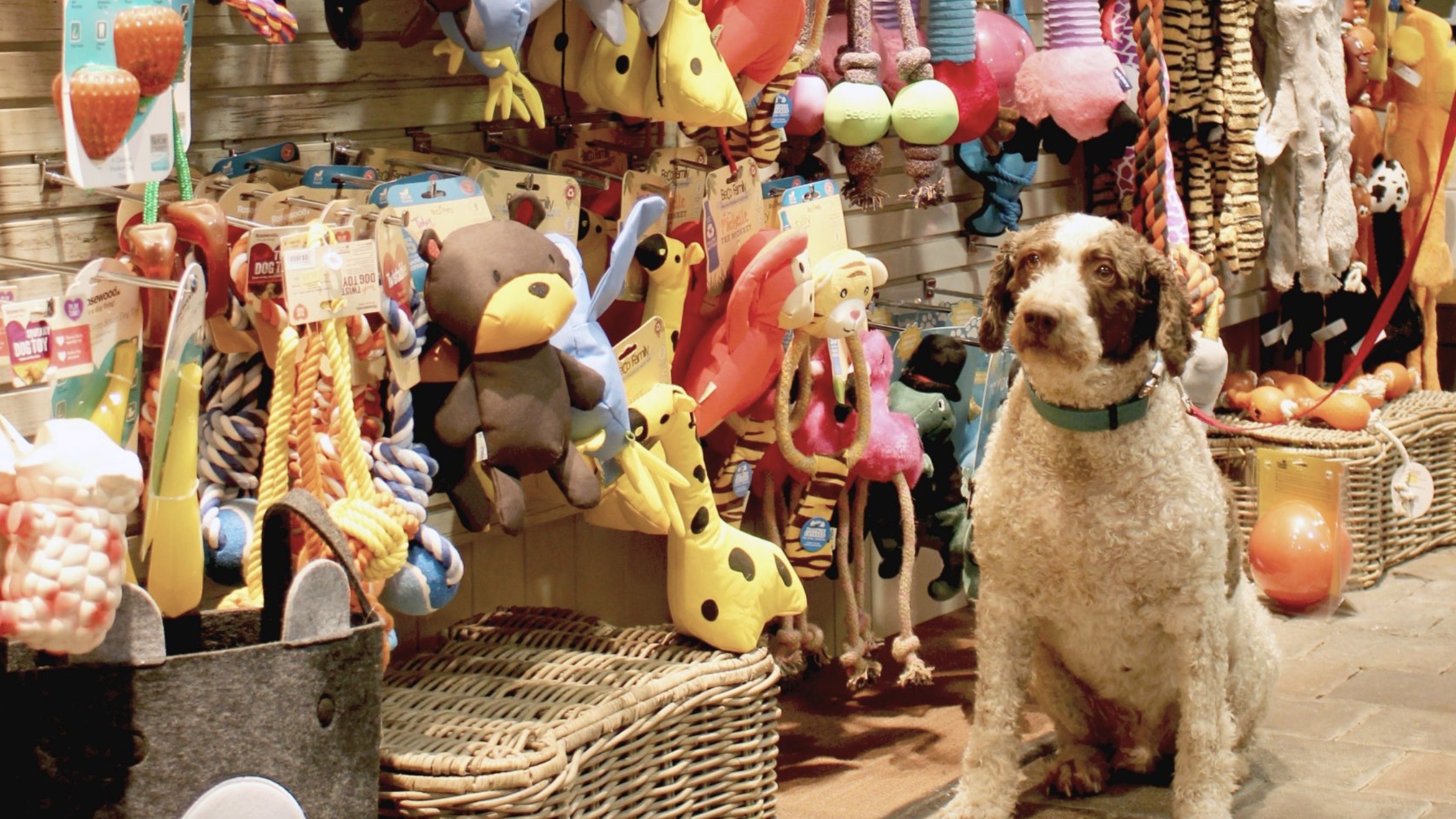 柬埔寨实居省迎新投资，610万美元宠物用品工厂拟落地