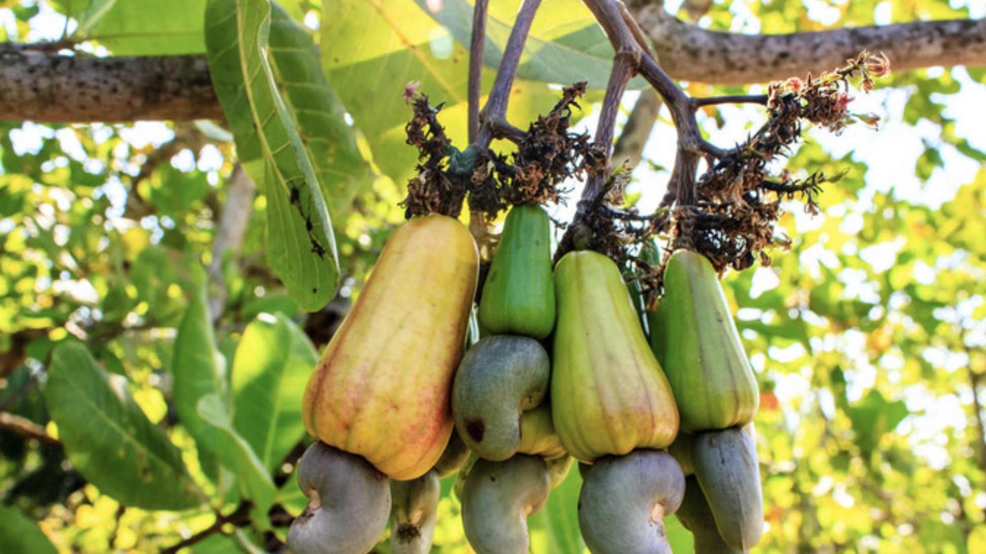 柬埔寨拟于年底或明年初举办国际腰果大会，推动本土加工升级