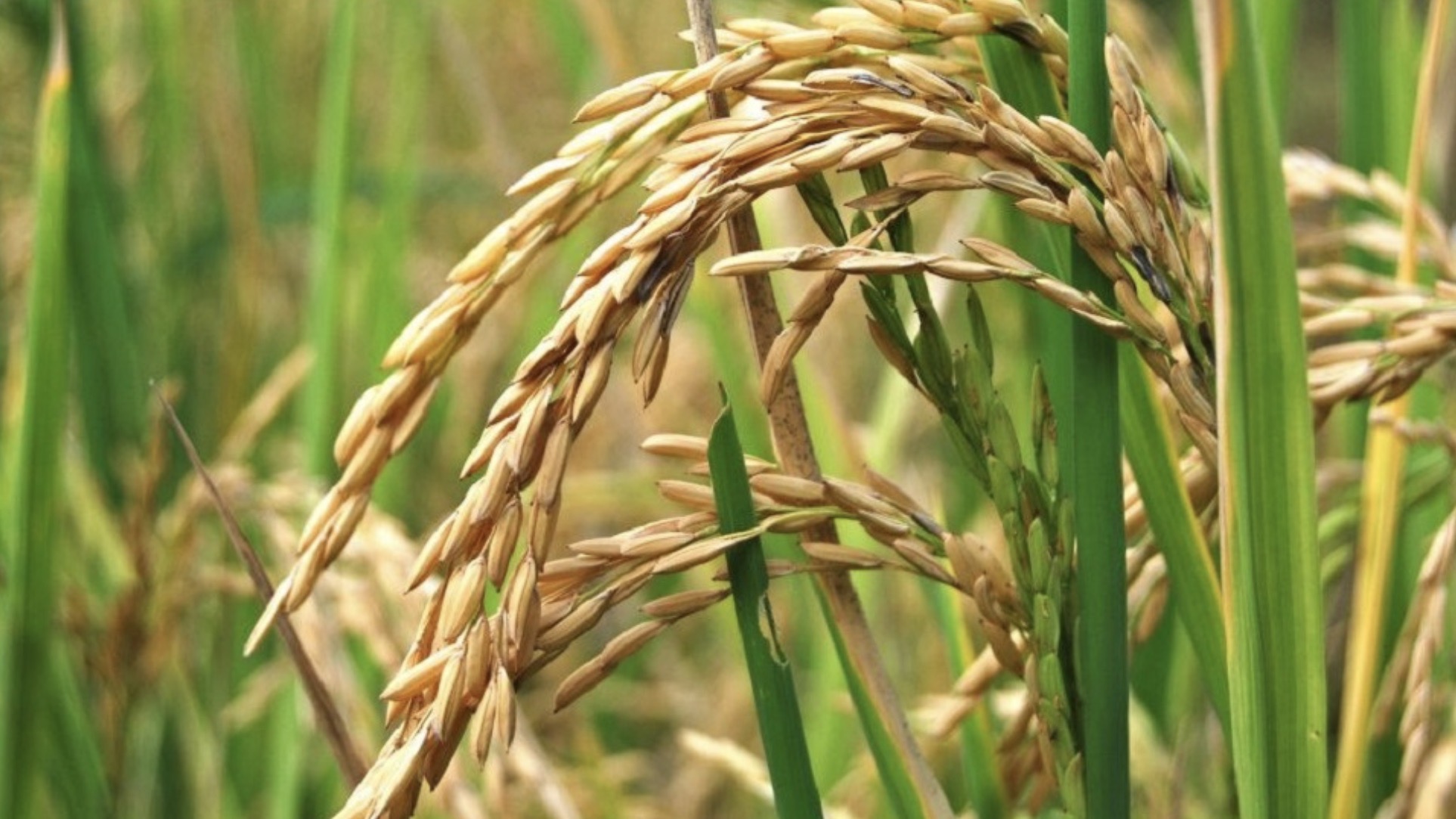 亚开行报告：2025年农业对柬埔寨GDP增长贡献仅为0.1%